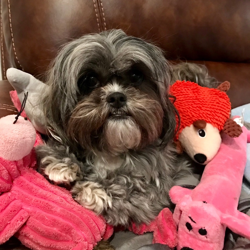 Meet your Posher, Lia